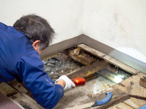 Best Post-Remediation Services in Buena Vista, MI