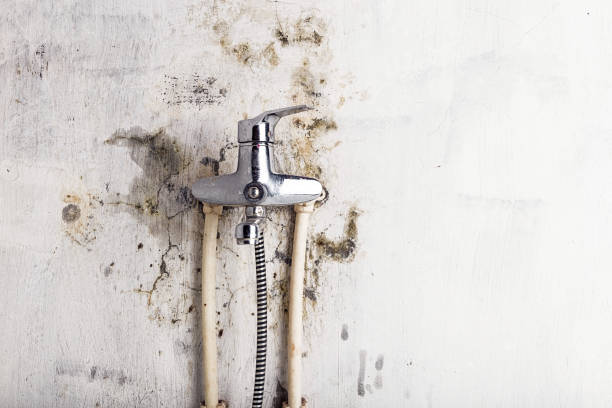 Best Emergency Mold Remediation in Buena Vista, MI