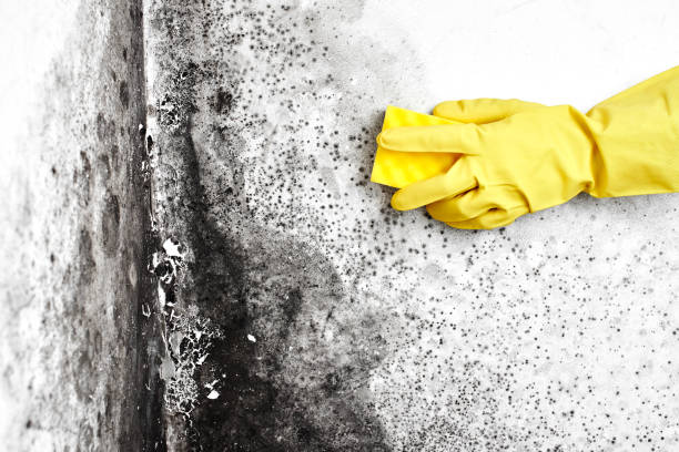 Best HVAC Mold Remediation in Buena Vista, MI