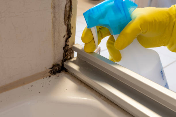 Best Residential Mold Remediation in Buena Vista, MI