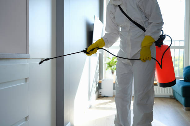 Best White Mold Remediation in Buena Vista, MI