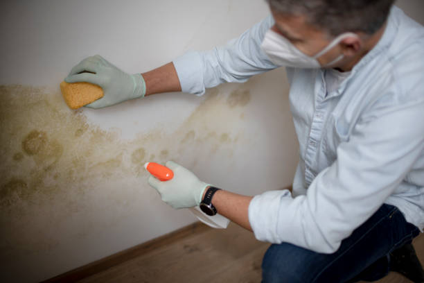 Best Kitchen Mold Remediation in Buena Vista, MI