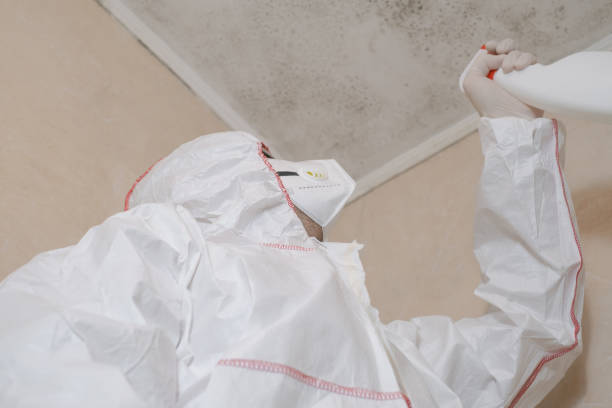 Best Residential Mold Remediation in Buena Vista, MI