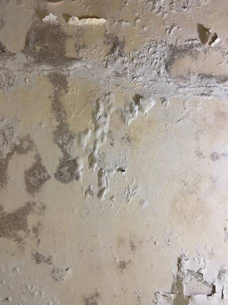 Best Preventive Mold Services in Buena Vista, MI