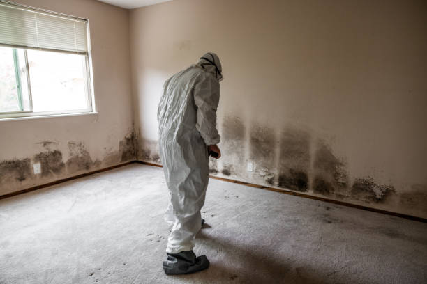 Best DIY Mold Remediation Support Services in Buena Vista, MI