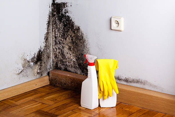 Best White Mold Remediation in Buena Vista, MI