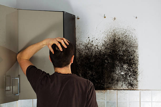 Best Black Mold Remediation in Buena Vista, MI